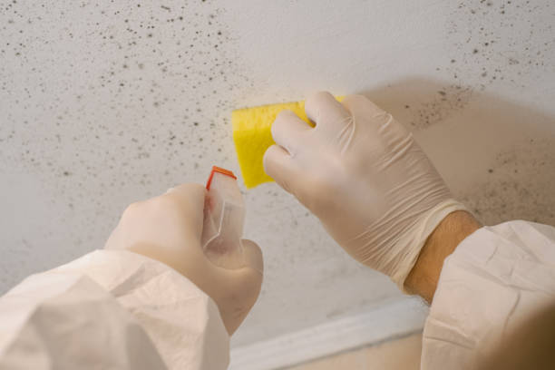 Environmental Consulting for Mold Prevention in Trexlertown, PA
