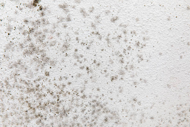 Best Biohazard Mold Removal  in Trexlertown, PA